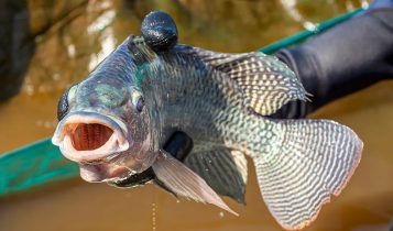 O uso de fitoterápicos como promotores de crescimento e fortalecedores imunológicos em tilápias