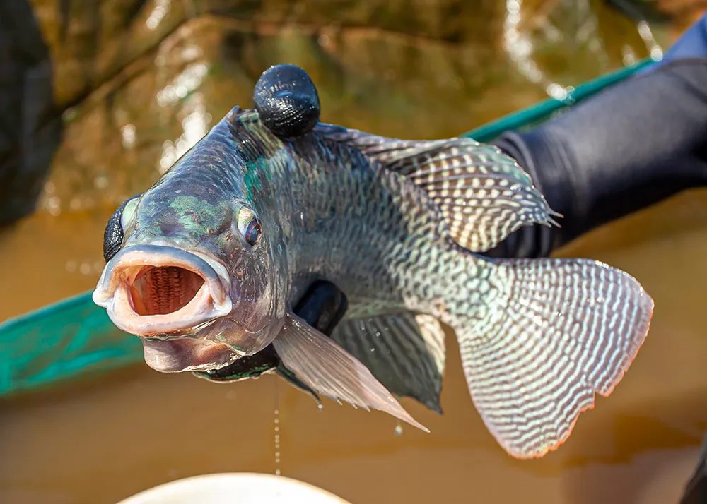 Tocantins é capaz de criar tilápias até dois meses mais rápido que os principais Estados produtores