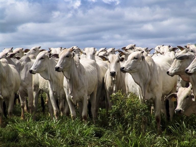 Ganho compensatório: uma oportunidade para o pecuarista