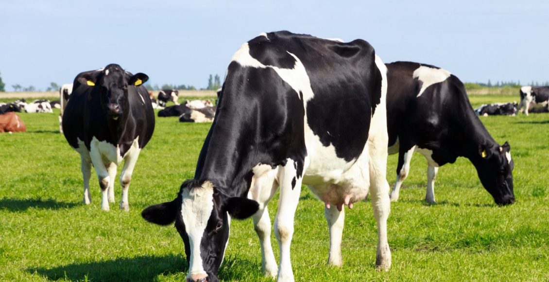 É possível conciliar a secagem com o bem-estar das vacas leiteiras?