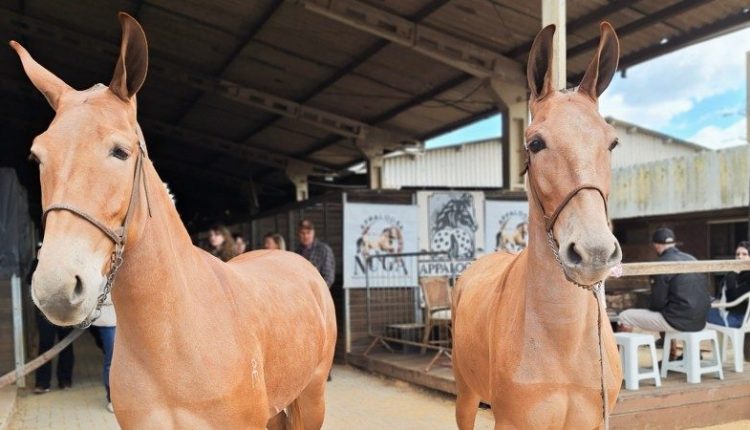 Muares e ovinos Dohne Merino estreiam na 47ª Expointer