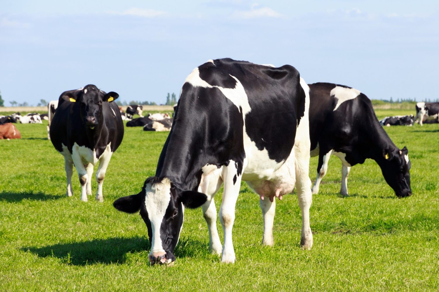 É possível conciliar a secagem com o bem-estar das vacas leiteiras?