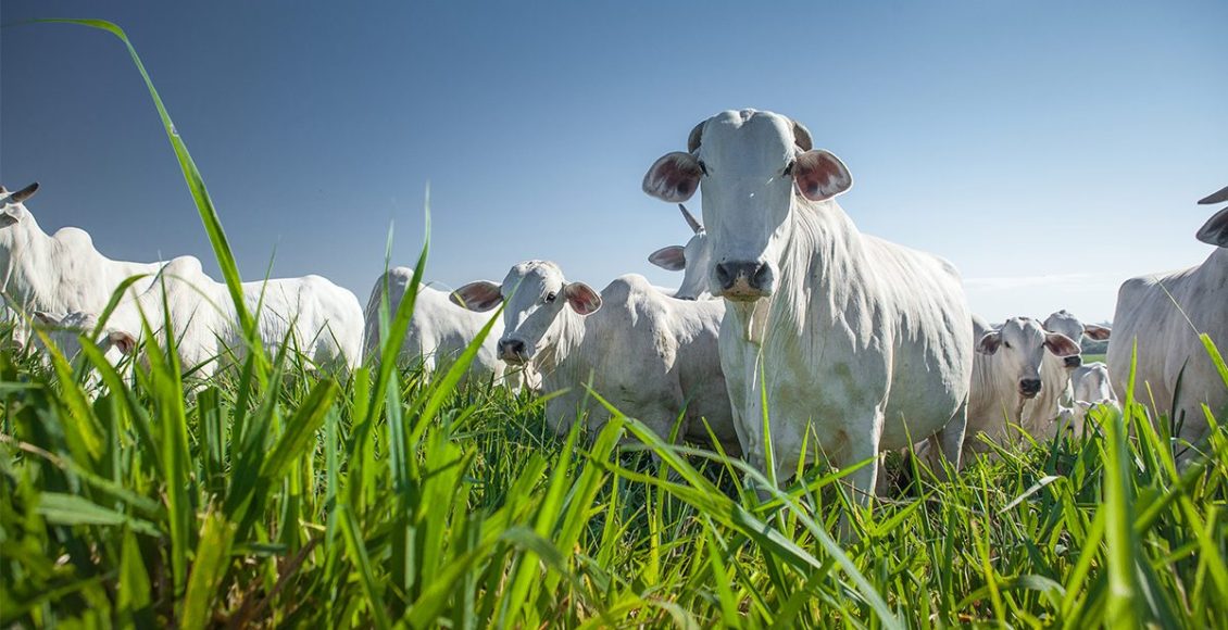 Manejo do pasto na seca: Produção ou conservação?