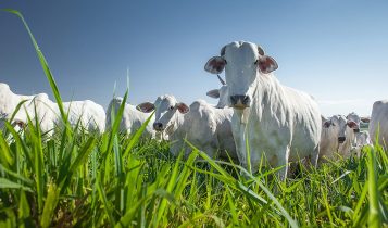Tratos culturais no pasto: a base da alta produtividade