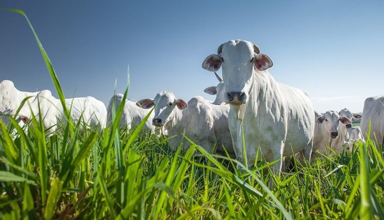 Manejo do pasto na seca: Produção ou conservação?