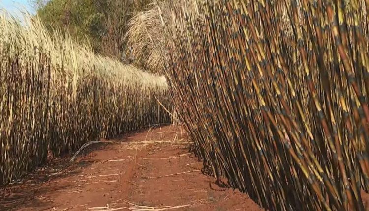 Incêndios em SP devastam 70% das lavouras do IAC em Ribeirão Preto