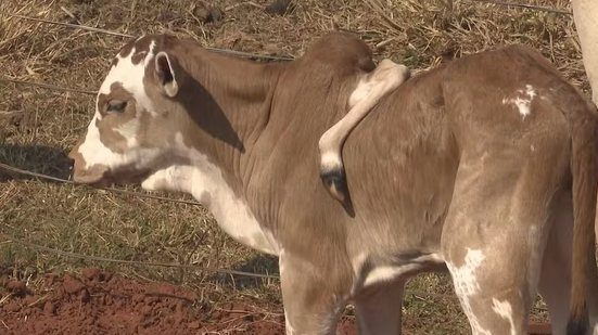 Bezerro com 'cinco patas' nasce no Paraná; Veja