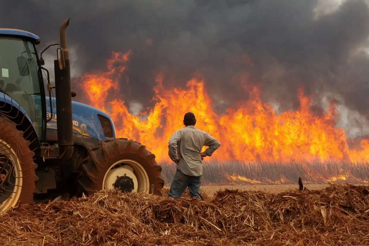 São Martinho e Raízen divulgam projeções de impacto dos incêndios na produção de cana