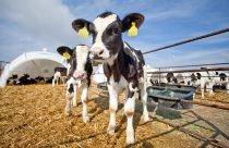 Contaminações em áreas rurais impactam saúde animal e lucratividade das propriedades