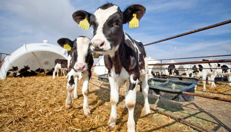 Contaminações em áreas rurais impactam saúde animal e lucratividade das propriedades