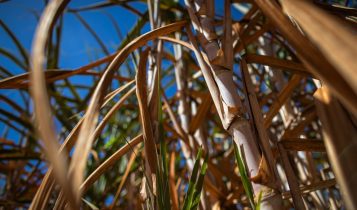 Manejo pós-colheita garante nutrição e recuperação do canavial para próxima safra