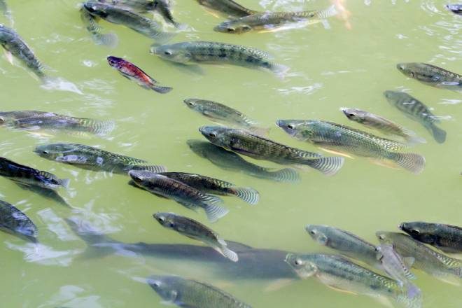 Fider Pescados reduz em 2% o consumo de água com modelo sustentável de produção de tilápia