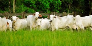 Práticas de manejo de pastagem permitem aumento na produção de carne