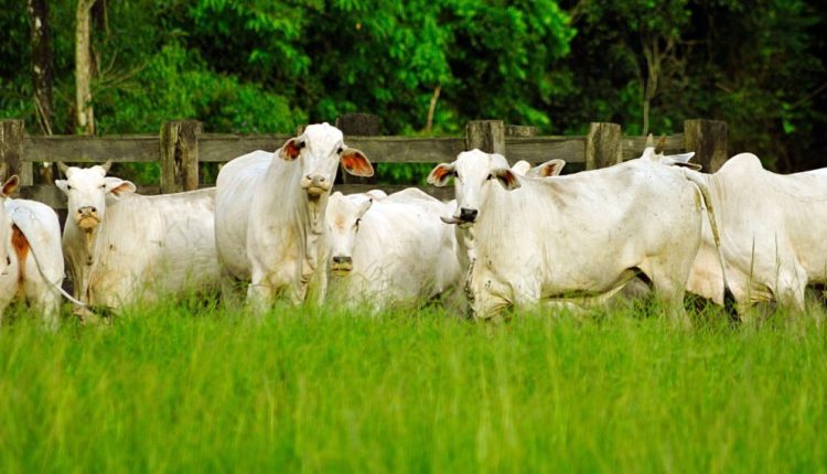 Práticas de manejo de pastagem permitem aumento na produção de carne