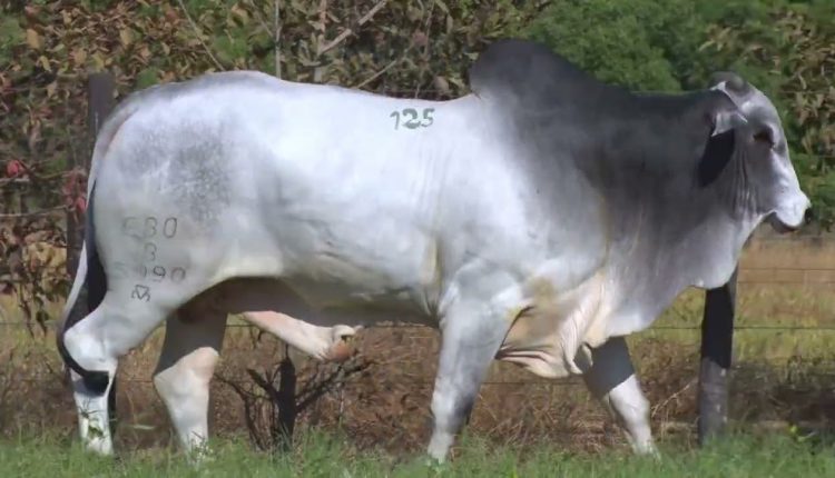 45º Mega Leilão Anual Carpa terá oferta de 2.780 animais da raça Nelore