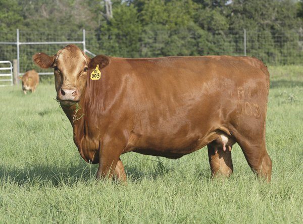 Conheça raça japonesa de bovinos que produz carne premium e saudável