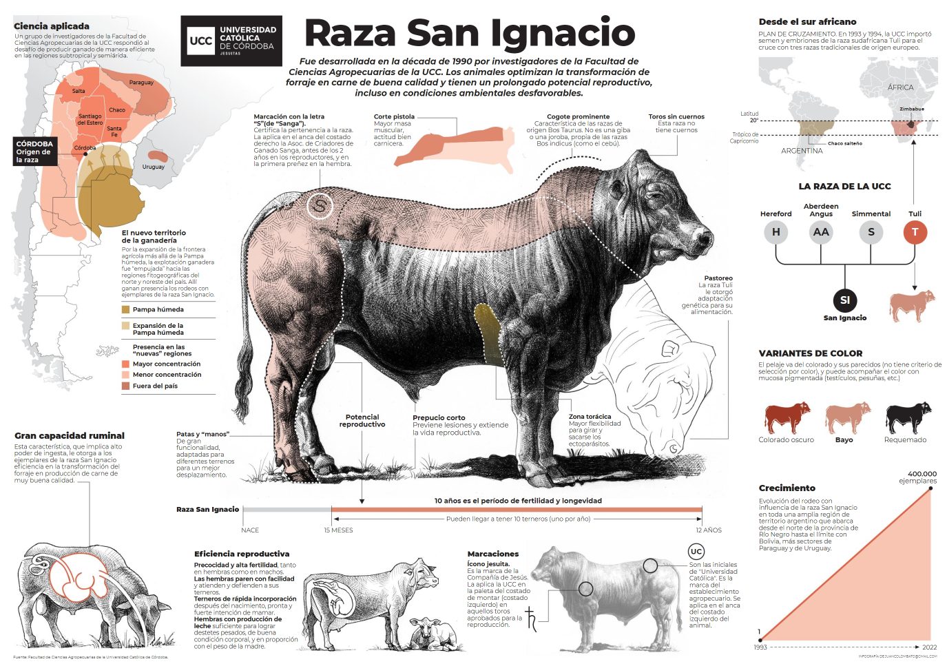 Super raça de gado corte? Conheça o novo cruzamento