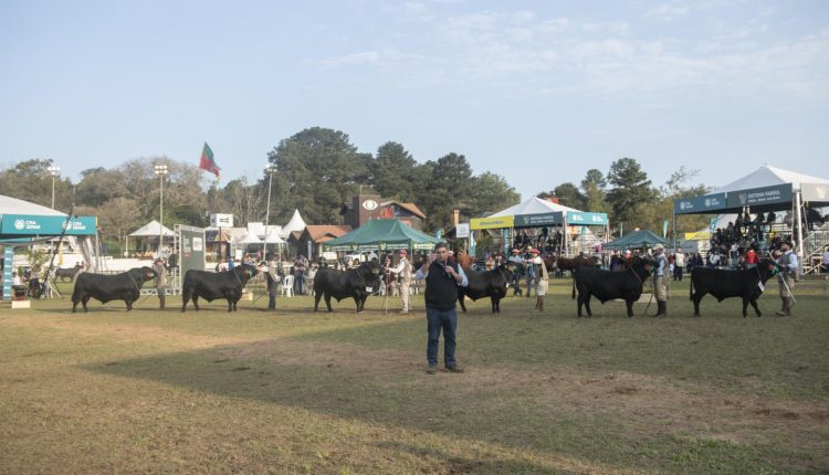 Segundo dia de julgamento da raça Angus e Ultrablack na 47º Expointer destacou os animais de argola