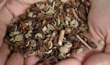 marcas de café torrado impróprios para consumo