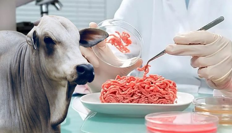 pecuaristas falam sobre a carne de laboratorio