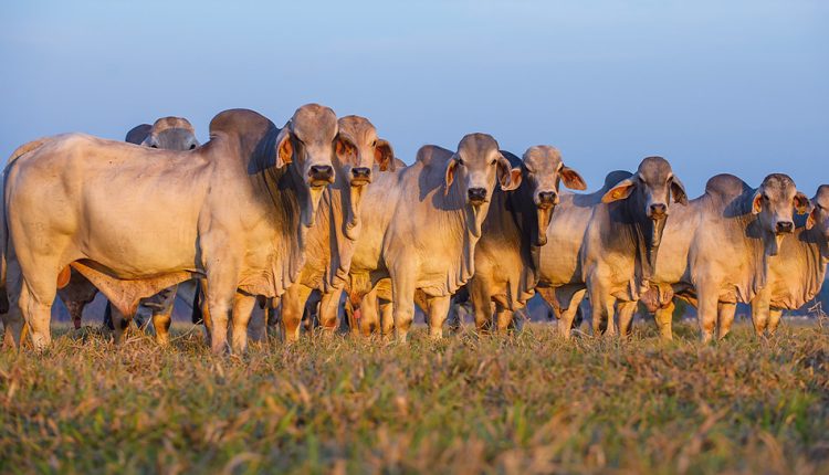 touros da raca brahman - brasil