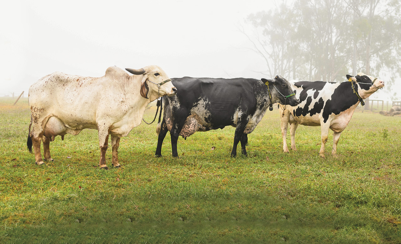 vacas leiteiras da raca gir girolando e holandes embrapa fotao