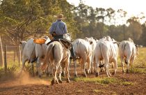 boi gordo - boiada - nelore - boi china - arroba