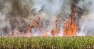 Fogo consome 230 mil hectares de cana em SP