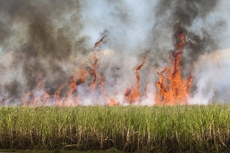 Fogo consome 230 mil hectares de cana em SP