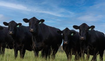 Gigante da genética apresenta benefícios do Beef-on-Dairy