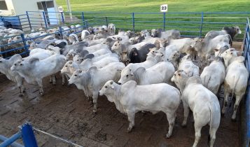 Circuito Nelore de Qualidade chega à 10ª etapa nacional, em Nova Andradina (MS)