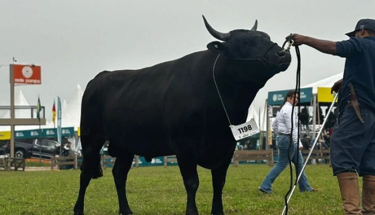 AGZ Itozakura 116 foi Campeão Touro Jovem da raça Wagyu na 47ª Expointer