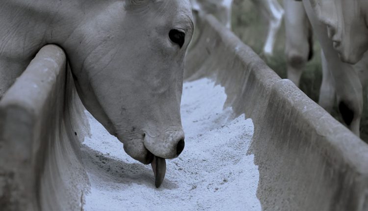 Uso de suplementos para mistura se destaca como estratégia para redução de custos na pecuária