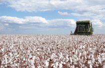 Associacao-Brasileira-dos-Produtores-de-Algodao-Abrapa-producao-para-a-safra-colheita-de-algodao