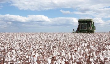 Associacao-Brasileira-dos-Produtores-de-Algodao-Abrapa-producao-para-a-safra-colheita-de-algodao