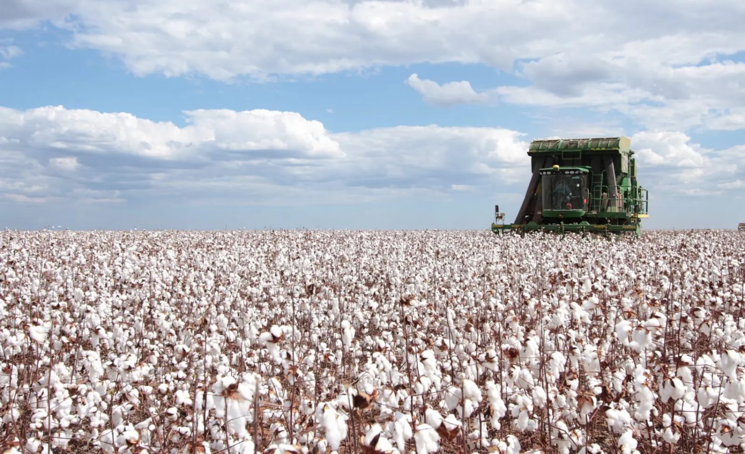 Associacao-Brasileira-dos-Produtores-de-Algodao-Abrapa-producao-para-a-safra-colheita-de-algodao