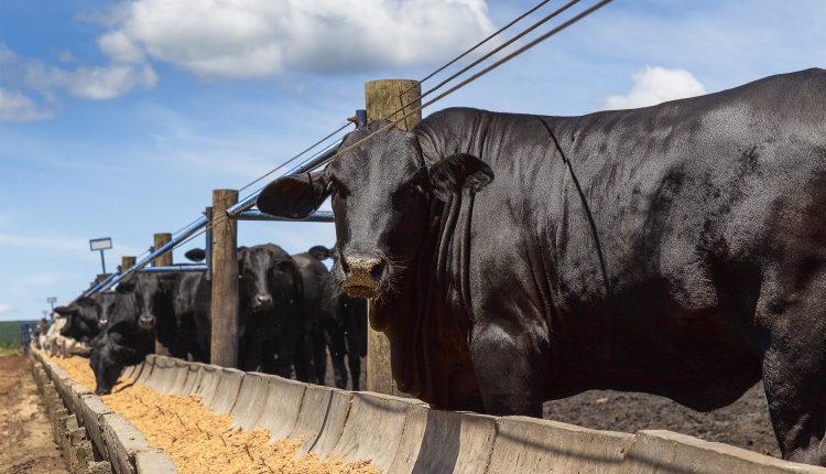 Programa Beef On Dairy