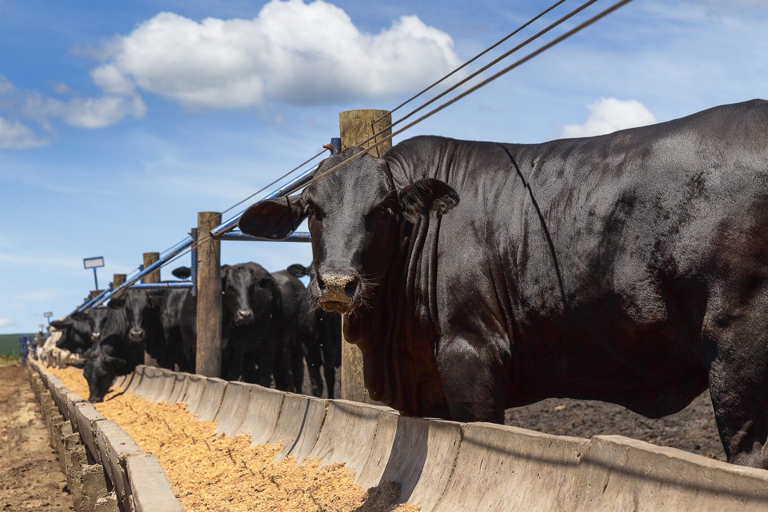 Programa Beef On Dairy