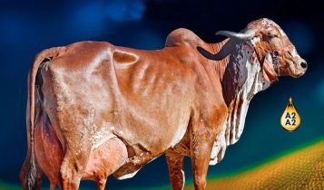 Britania FIV do Basa - pecuaria leiteira - gir leiteiro