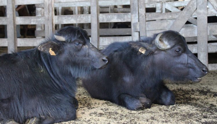 Cresce o interesse do consumidores gaúchos pela carne de búfalo e produtos processados