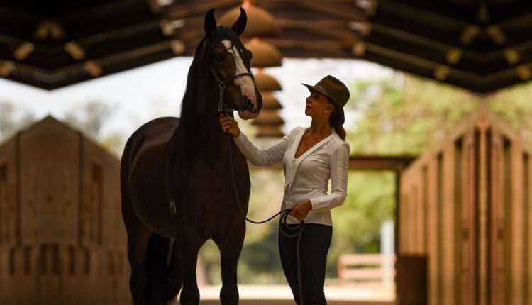 Cavalo Mangalarga Marchador Teorema da Morada Nova - Com Cristiana Gutierrez