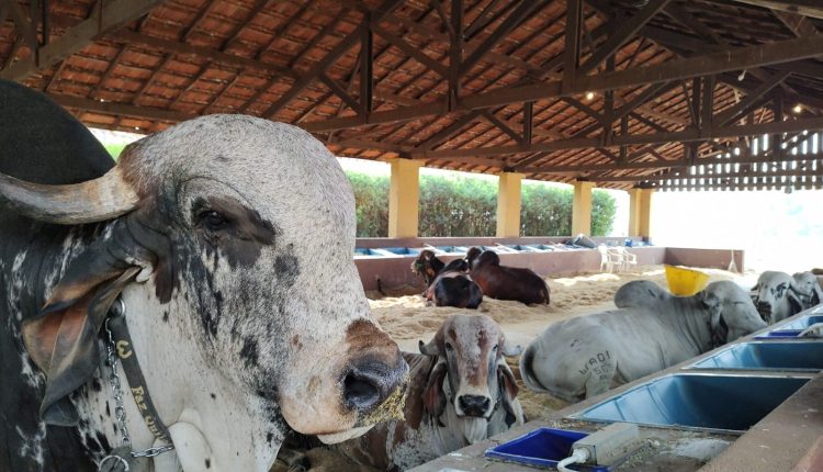 Expo Rio Preto recebe um dos maiores especialistas em genética de gado leiteiro