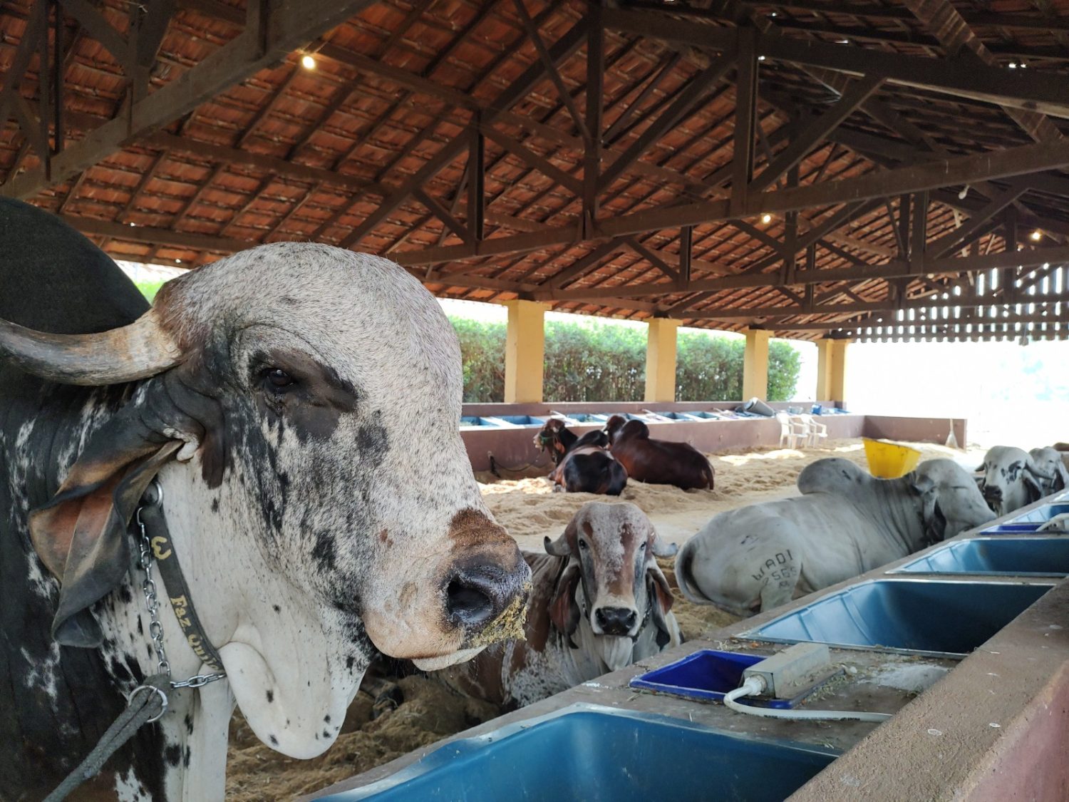 Expo Rio Preto recebe um dos maiores especialistas em genética de gado leiteiro