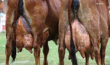 Exposicao do Gir Leiteiro 2024 - Britania Fiv do Basa - direita e Lacuna Fiv Wadi -esquerda