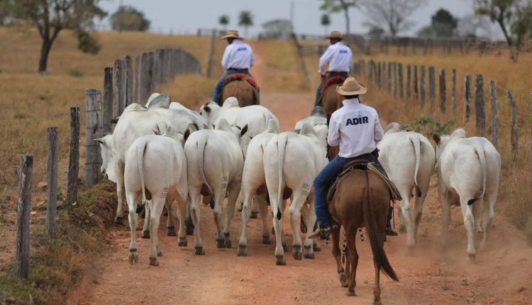 Festival Adir 2024 - edicao Goias