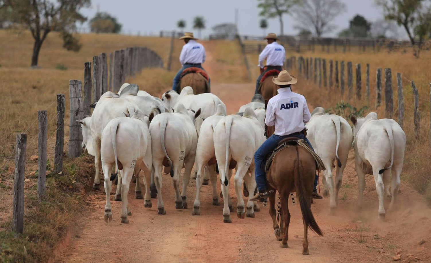 Festival Adir 2024 - edicao Goias