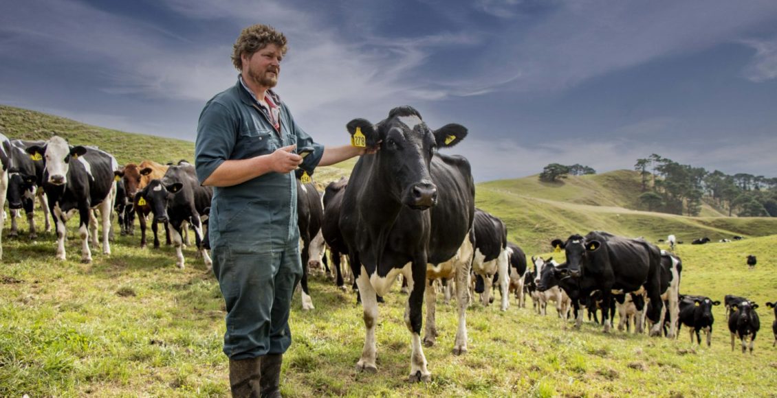 Sussurros e massagens elevam produção de leite em vacas, revela estudo