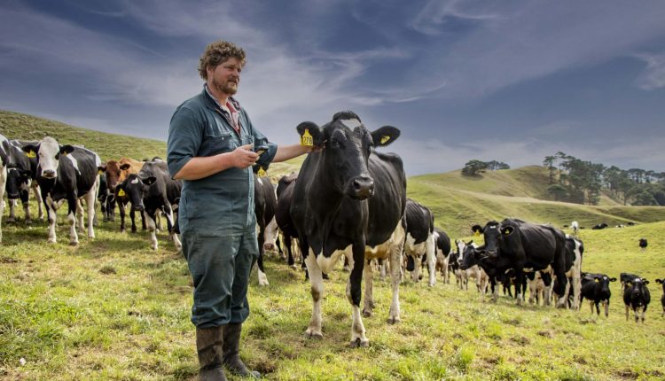 Sussurros e massagens elevam produção de leite em vacas, revela estudo