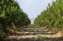 Empresa habilita agricultores para o Mercado de carbono