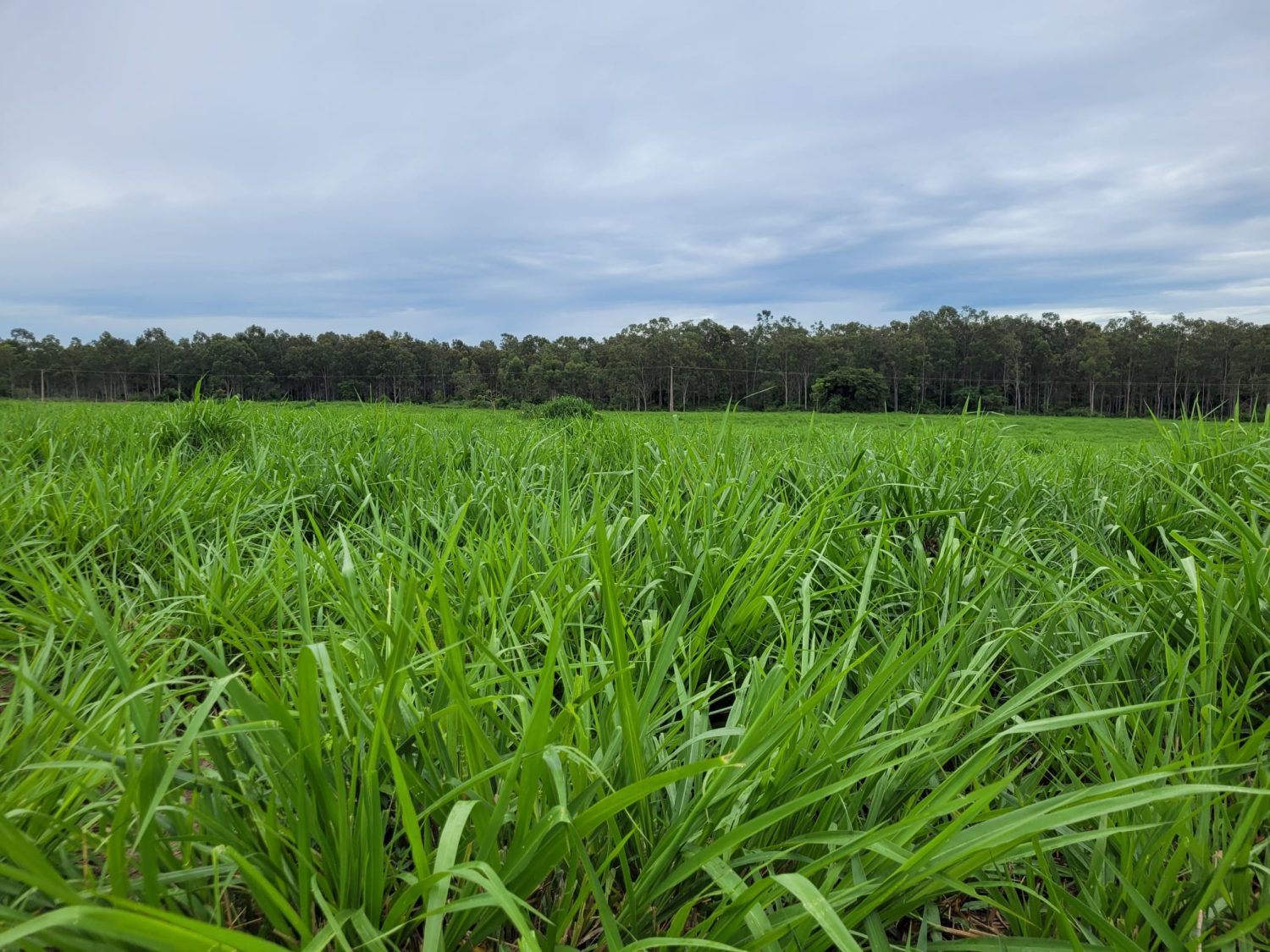 Programa de manejo de pastagens deixa mais de R$ 300/ha no bolso do pecuarista